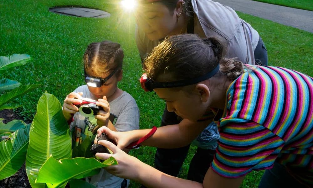Cairns Botanic Gardens Night Walk Experience - image 3